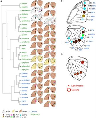 What Drives the Diversification of Eyespots in Morpho Butterflies? Disentangling Developmental and Selective Constraints From Neutral Evolution
